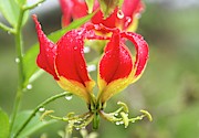 Red Gloriosa Lily Photograph by Science Photo Library
