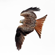 Red Kite Photograph by Grant Glendinning