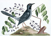 Red-legged Thrush Photograph by Science Photo Library