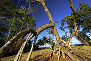 Red Mangrove Aerial Roots Photograph by Christian Ziegler