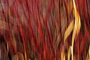 Red Osier Dogwood Photograph by Theresa Tahara