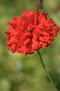 Red Peony Poppy Photograph by Science Photo Library