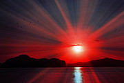 Red Radiance Photograph by Kaye Menner