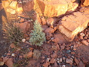 Red Rock Christmas Photograph by Mars Besso