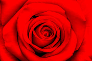 Red Rose 1 Photograph by Az Jackson