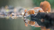 Red Squirrel Photograph by Erik Willaert