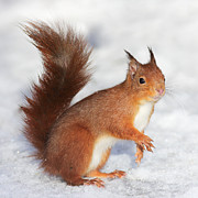 Red Squirrel in snow Photograph by Grant Glendinning