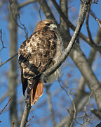 Red-Tailed Hawk Photograph by William Selander