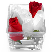Red Versus White Roses Photograph by Andee Design