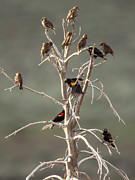 Red Wing Gathering Photograph by Kevin Dietrich