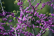 Redbud Tree  Photograph by Dale Powell
