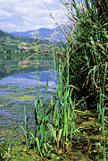 Reed Canary Grass (phalaris Sp.) Photograph by Science Photo Library