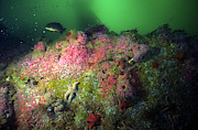 Reef At San Miguel Island Photograph by Greg Ochocki