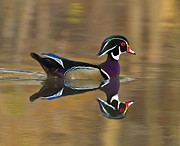 Reflections Photograph by Jim E Johnson