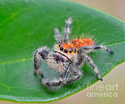 Regal Jumping Spider Photograph by John Serrao Regal Jumping Spider Photograph by John Serrao