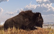 Resting Bison Digital Art by Daniel Eskridge