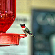 Resting Photograph by David Armstrong