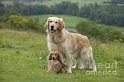 Retriever And Dachshund Photograph by John Daniels Retriever And Dachshund Photograph by John Daniels