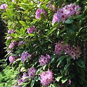 Rhodie Wall, Morning Light In Photograph by Anna Porter