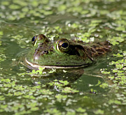 Ribbit Photograph by Kim Hojnacki