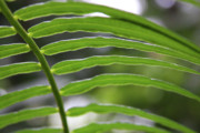 Ribbons of Leaves Photograph by James Knight