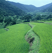 Rice Paddy Fields Photograph by Science Photo Library