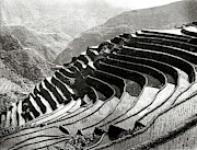 Rice Terracing In The Philippines Photograph by Science Photo Library