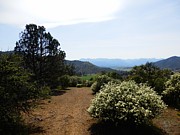 Ridgetop Trail Continues Photograph by William McCoy