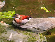 Ringed Teal on a rock #2 Photograph by Flees Photos Ringed Teal on a rock #2 Photograph by Flees Photos