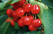 Ripe Cherries Photograph by Science Photo Library