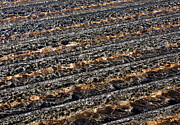 Ripples Photograph by Steven Ralser
