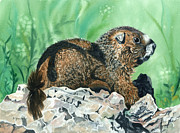 RMBL Marmot Painting by Barbara Jewell