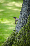 Robin At Rest Photograph by Spikey Mouse Photography