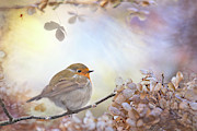 Robin On Dreams Photograph by 