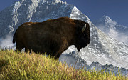 Rocky Mountain Buffalo Digital Art by Daniel Eskridge