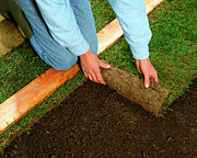 Rolling Out Turf Photograph by Science Photo Library