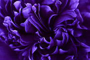 Romance and Ruffles Photograph by Darlene Kwiatkowski