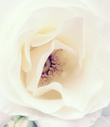 Romance in a Rose Photograph by Spikey Mouse Photography