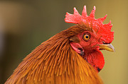 Rooster Photograph by Science Photo Library
