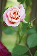 Rosa 'aloha Hawaii' Flower Photograph by Science Photo Library