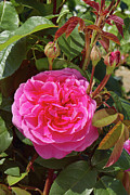 Rosa Gertrude Jekyll = 'ausbord' Photograph by Science Photo Library