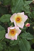 Rosa Heavenly Rosalind 'Ausmash' Photograph by Science Photo Library