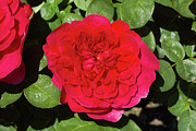 Rosa Sophy's Rose = 'auslot' Photograph by Science Photo Library