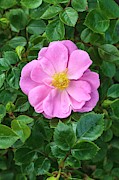 Rosa 'summer Sunrise' Photograph by Science Photo Library