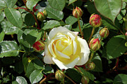 Rosa Teasing Georgia = 'ausbaker' Photograph by Science Photo Library