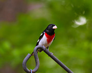 Rose Breasted Grosbeak Photograph by Robert L Jackson Rose Breasted Grosbeak Photograph by Robert L Jackson