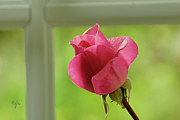 Rose Complimentary Photograph by Arthur Fix