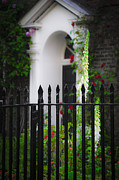 Rose Garden Photograph by Ken Johnson