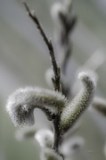 Rose Gold Pussy Willow Photograph by Julie Palencia