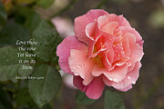 Rose in the Rain Photograph by Penny Lisowski